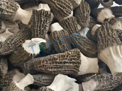 羊肚菌凍干：食用菌凍干機應用羊肚菌凍干加工
